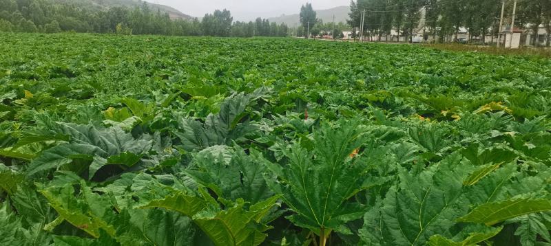 大黄药用自产自销产地直发一首货源