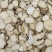 白芷基地直供全国发货诚信经营货源充足