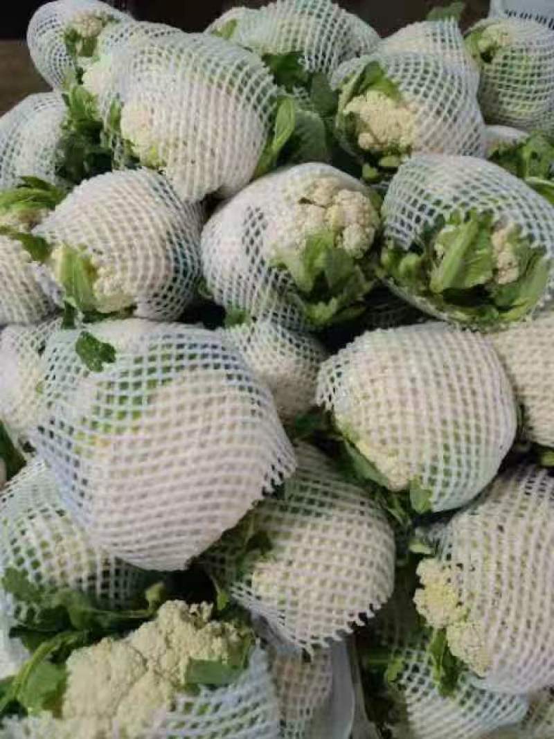精品花菜大量有货需要的联系