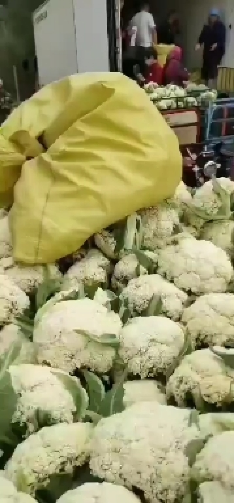 精品花菜大量有货需要的联系