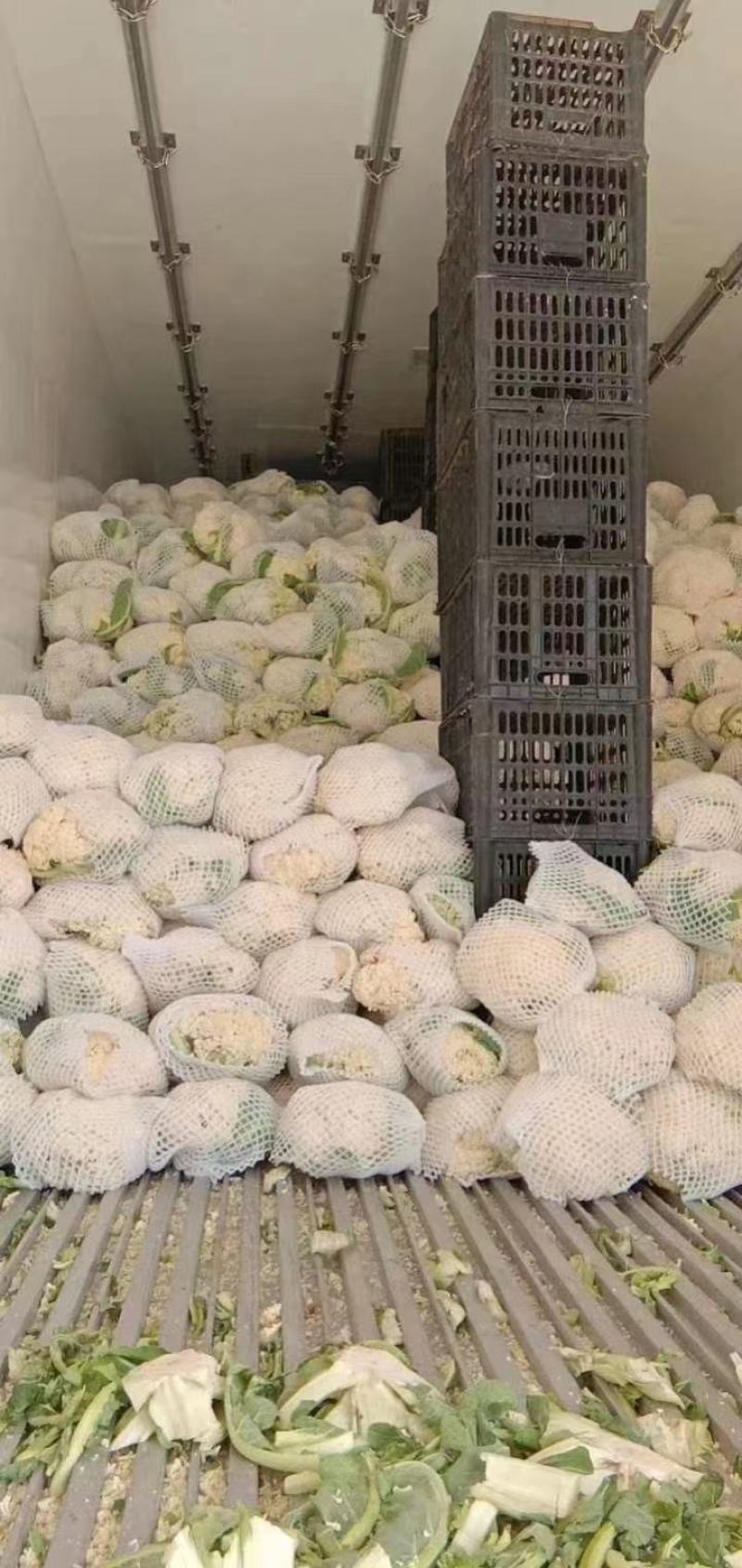 精品花菜大量有货需要的联系