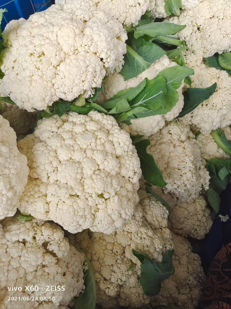 精品花菜大量有货需要的联系