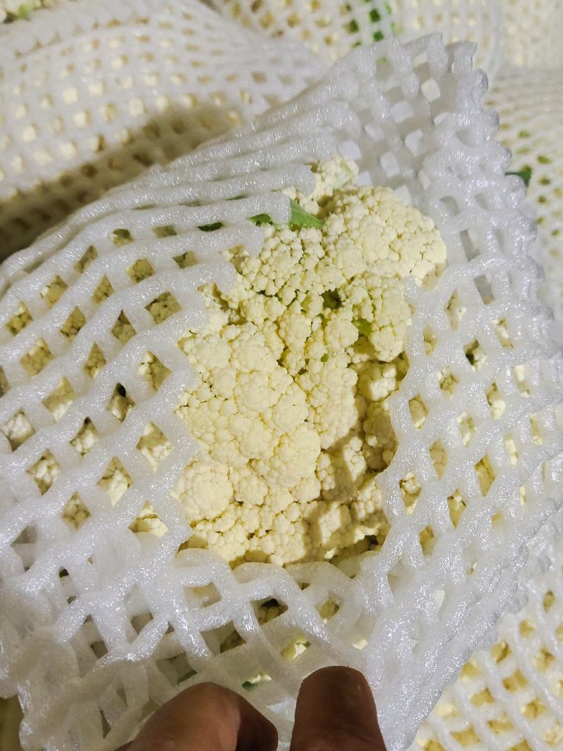 精品花菜大量有货需要的联系