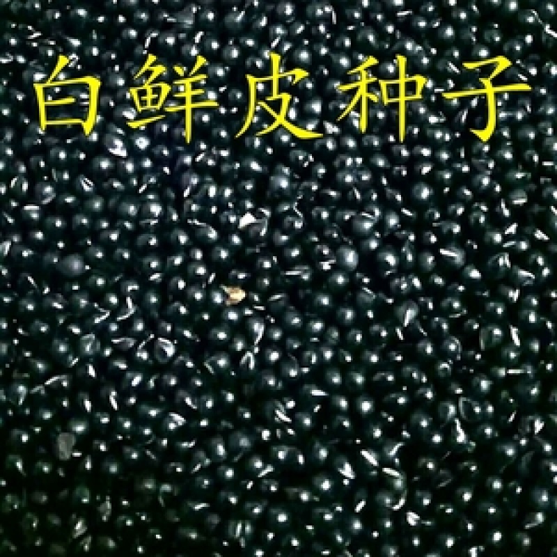 白鲜皮种子