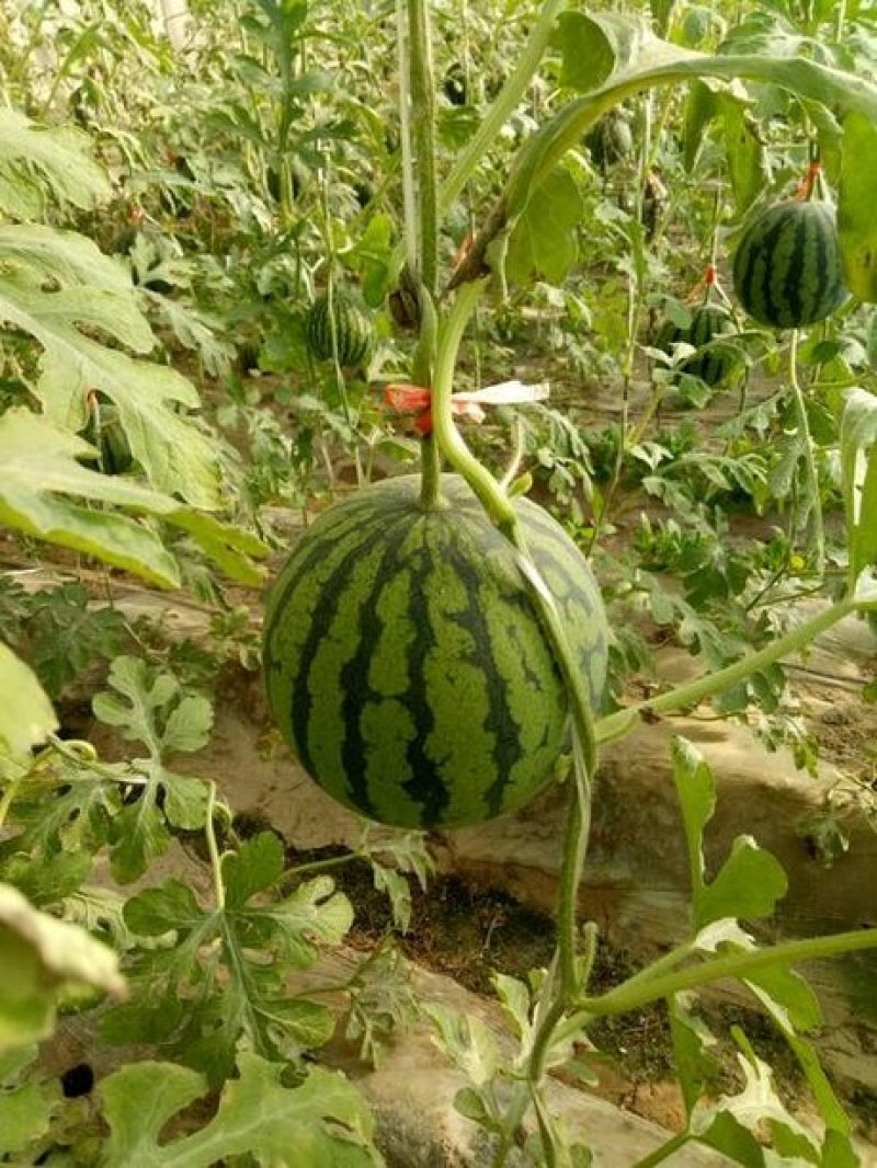 特小凤吊瓜地爬瓜大量有货保熟保甜对接电商团购