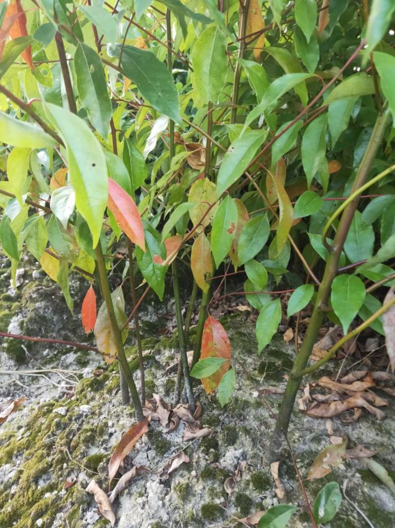 供应两年生香樟小苗，高度80-1米，裸根苗