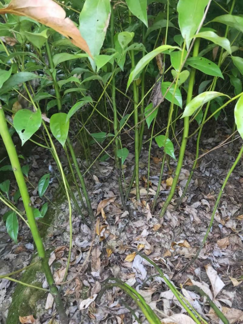 供应两年生香樟小苗，高度80-1米，裸根苗
