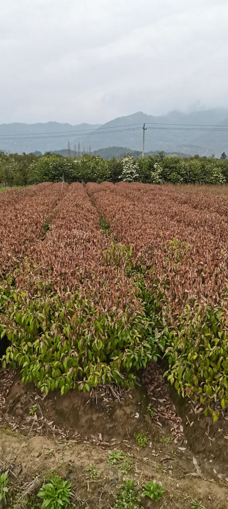 供应两年生香樟小苗，高度80-1米，裸根苗