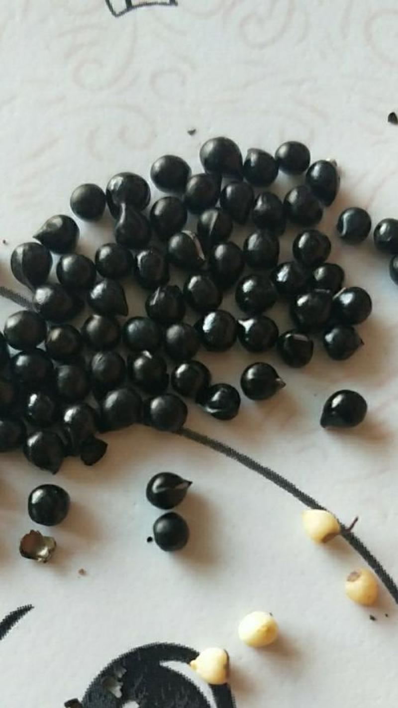 白鲜皮种子