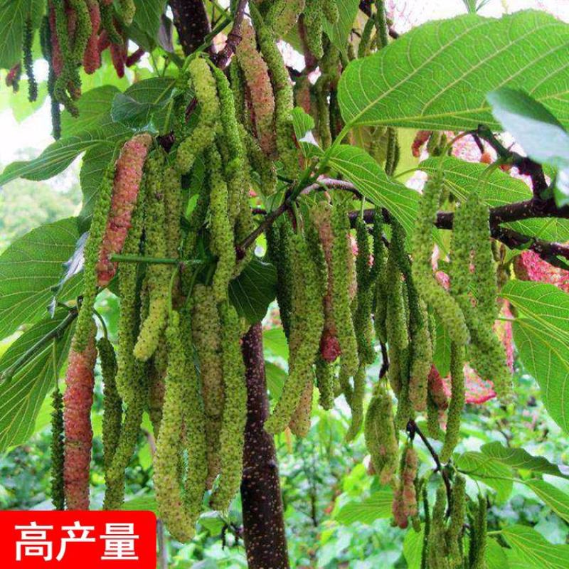 台湾四季长果桑树苗无籽十大桑果苗当年挂果