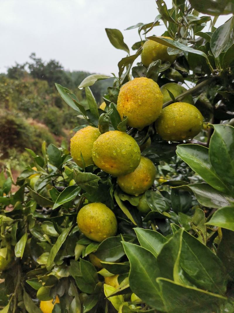 湖南省芷江侗族自治县禾梨坳乡山地优质早熟蜜桔。