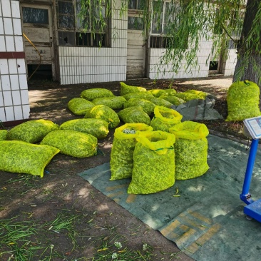 河北昌黎精选韭菜花大量上市中颗粒饱满，色泽鲜艳