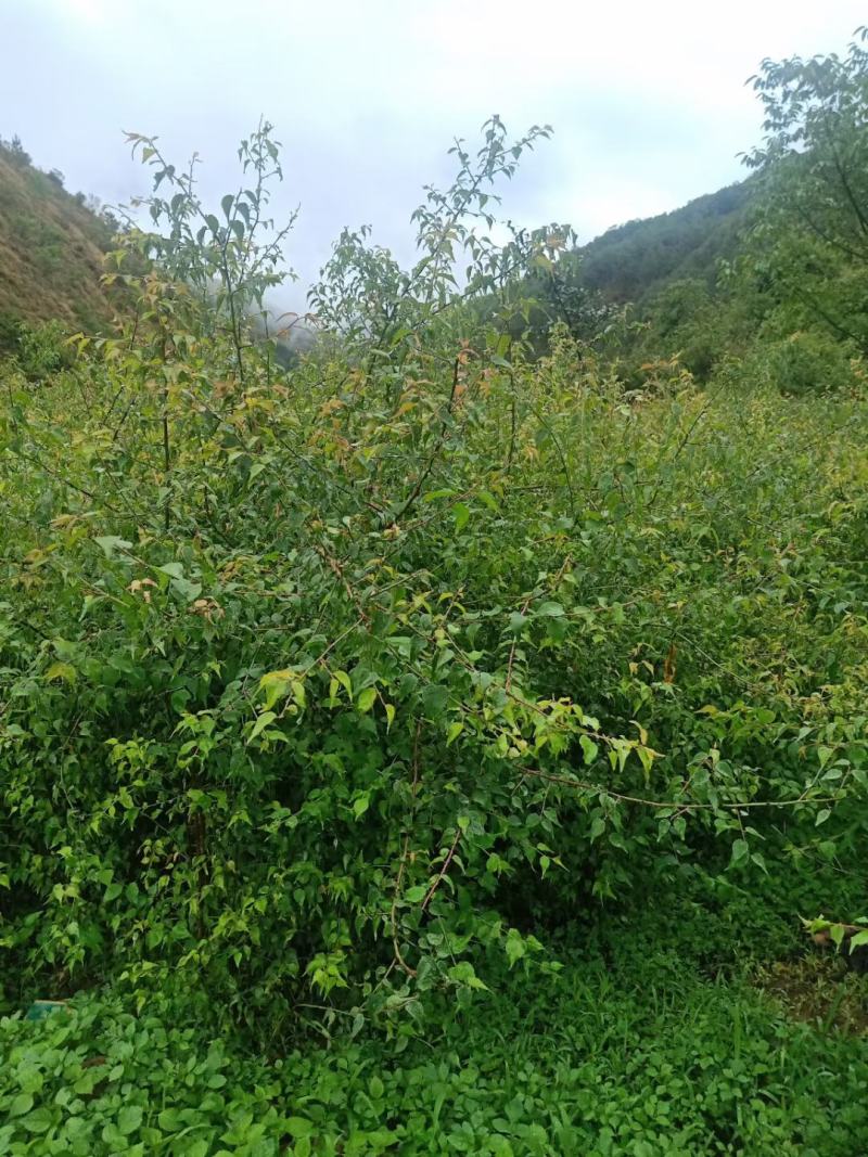 大量出售优质两年青梅苗，量大从优！欢迎订购咨询