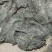 威海50-60公分深海精品海带头半干海带荣成产地直供