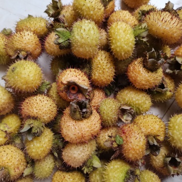 刺梨鲜果