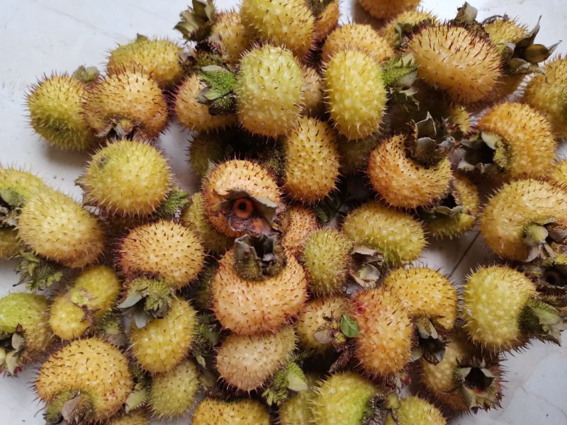 刺梨鲜果