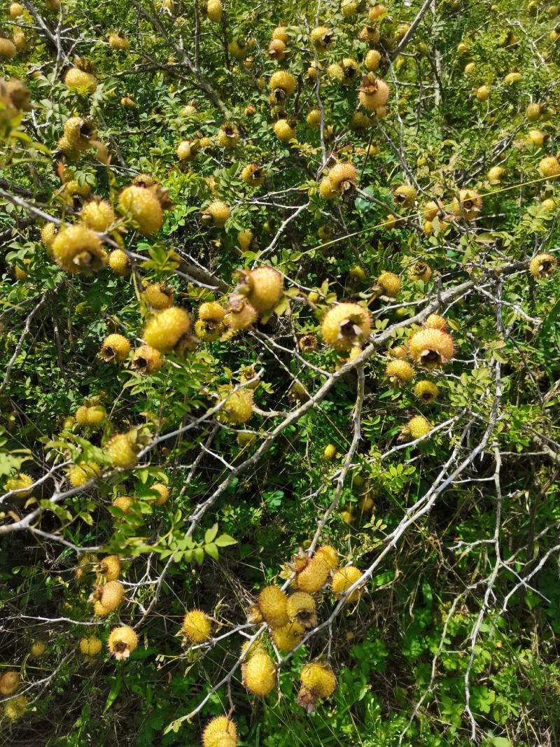 刺梨鲜果
