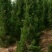 主供，松柏类，洒金柏，塔柏，铺地柏，快柏，北京快，沙地柏