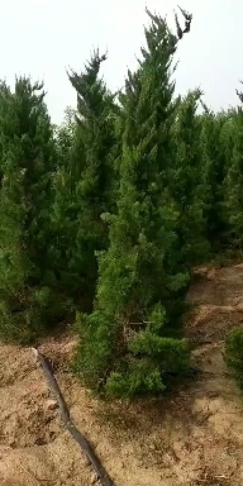 主供，松柏类，洒金柏，塔柏，铺地柏，快柏，北京快，沙地柏