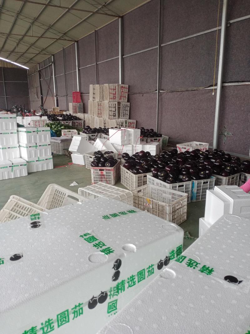 紫光圆茄山东省青州市建丰蔬菜专业合作社大量供货