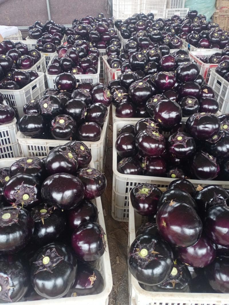 紫光圆茄山东省青州市建丰蔬菜专业合作社大量供货