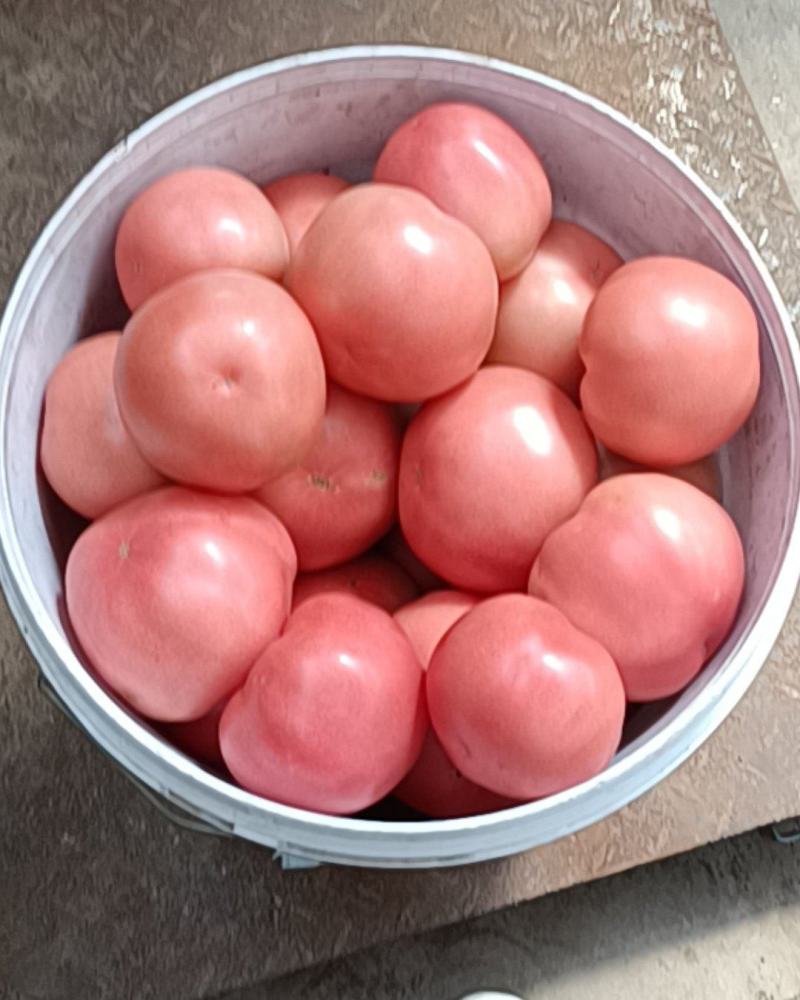 精品硬粉西红柿，果形均匀，果脆硬果，质量保证，耐运输