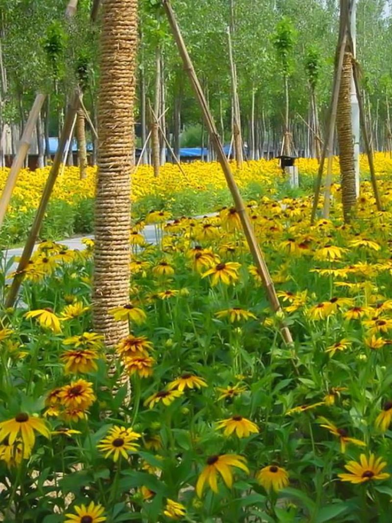 黑心菊花种子金光菊花种籽子多年生耐寒四季种易活庭院室外植