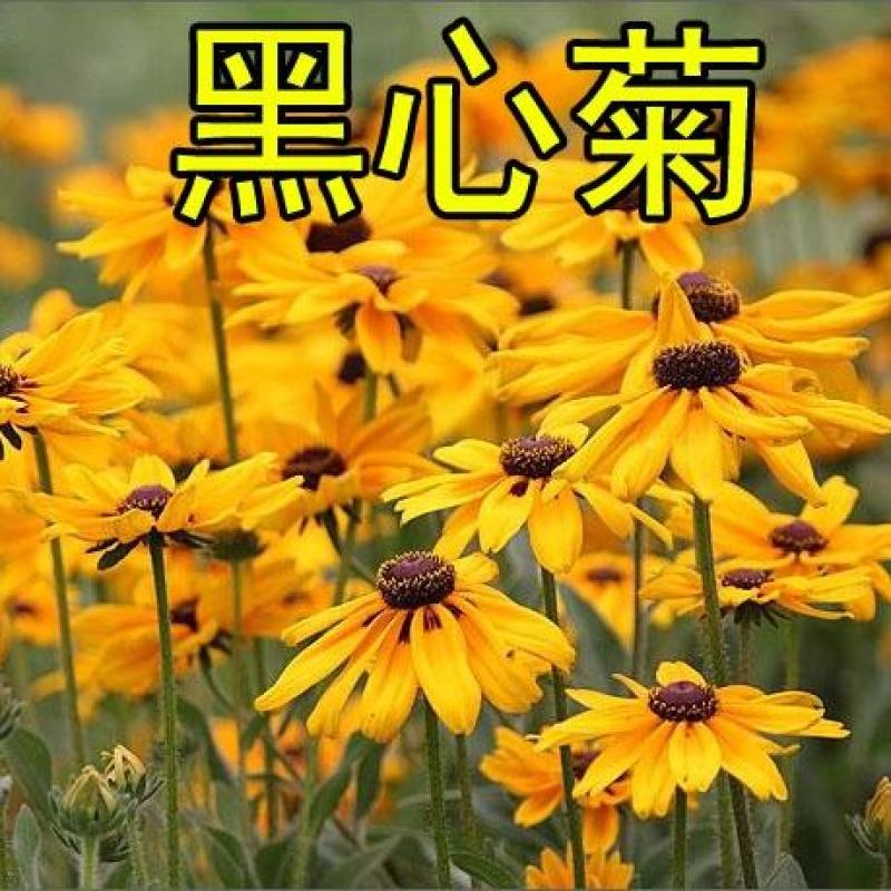 黑心菊花种子金光菊花种籽子多年生耐寒四季种易活庭院室外植