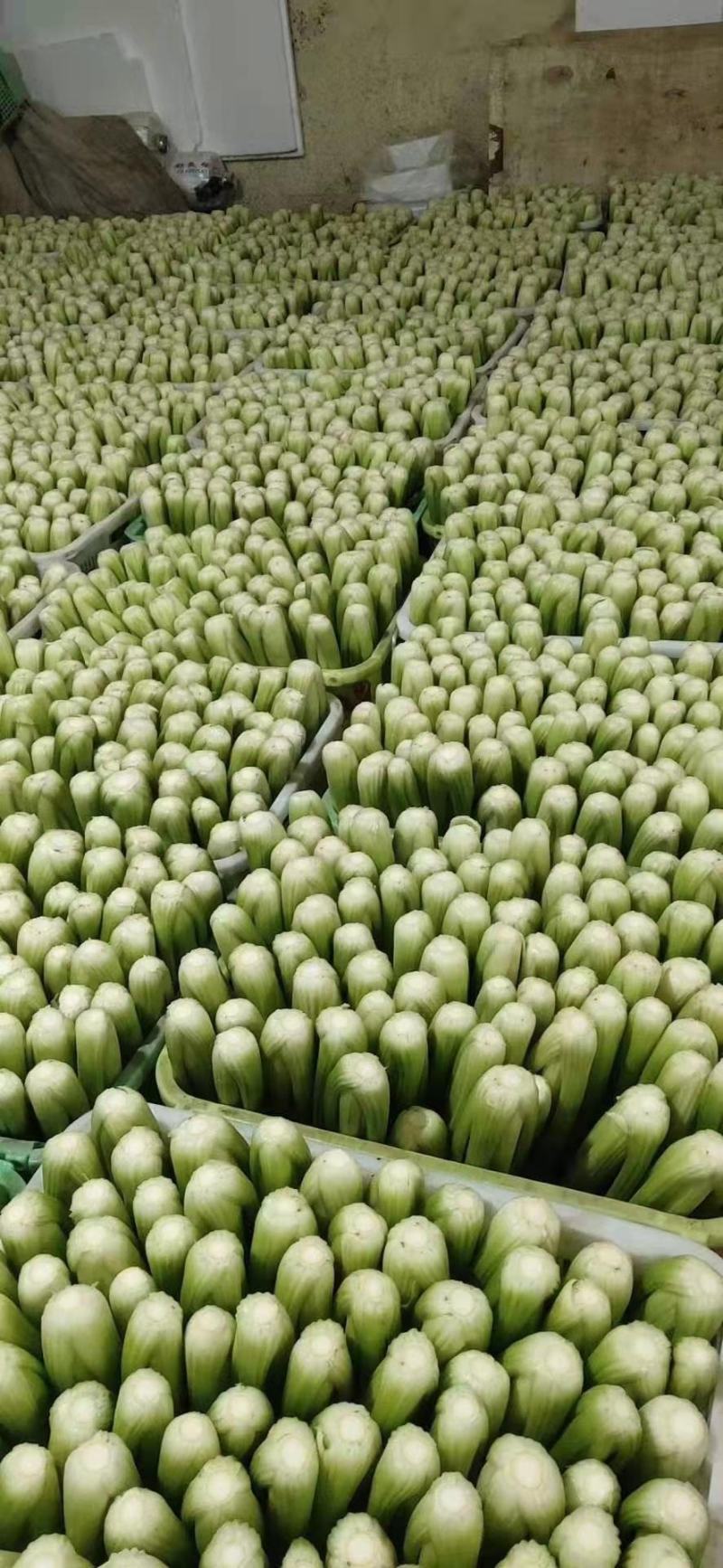 兰州西芹