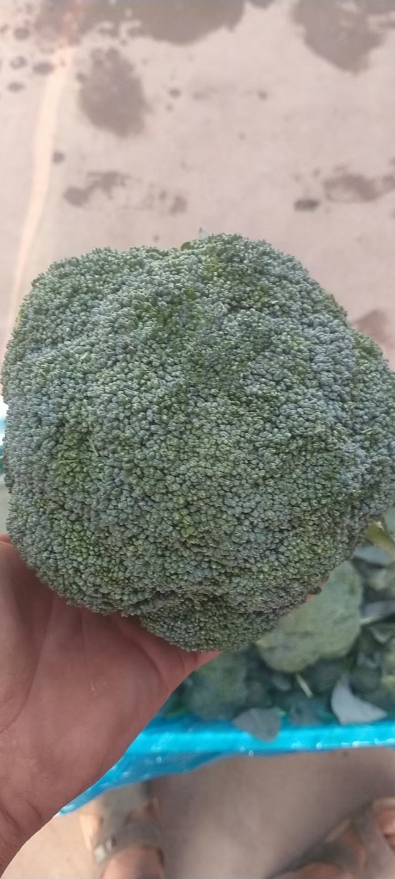 河北邯郸产地精品西兰花，颜色绿，一手货源，欢迎老板采购
