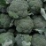 河北邯郸产地精品西兰花，颜色绿，一手货源，欢迎老板采购