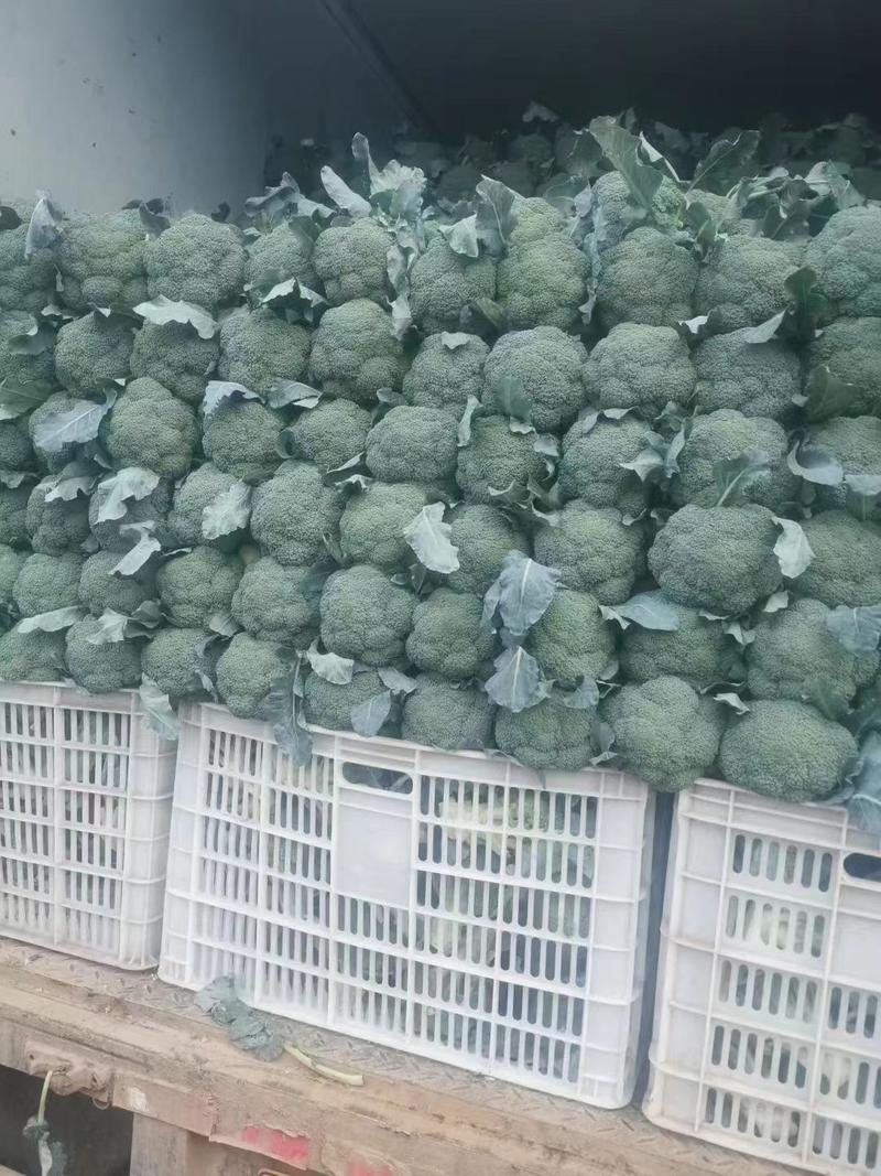河北邯郸产地精品西兰花，颜色绿，一手货源，欢迎老板采购