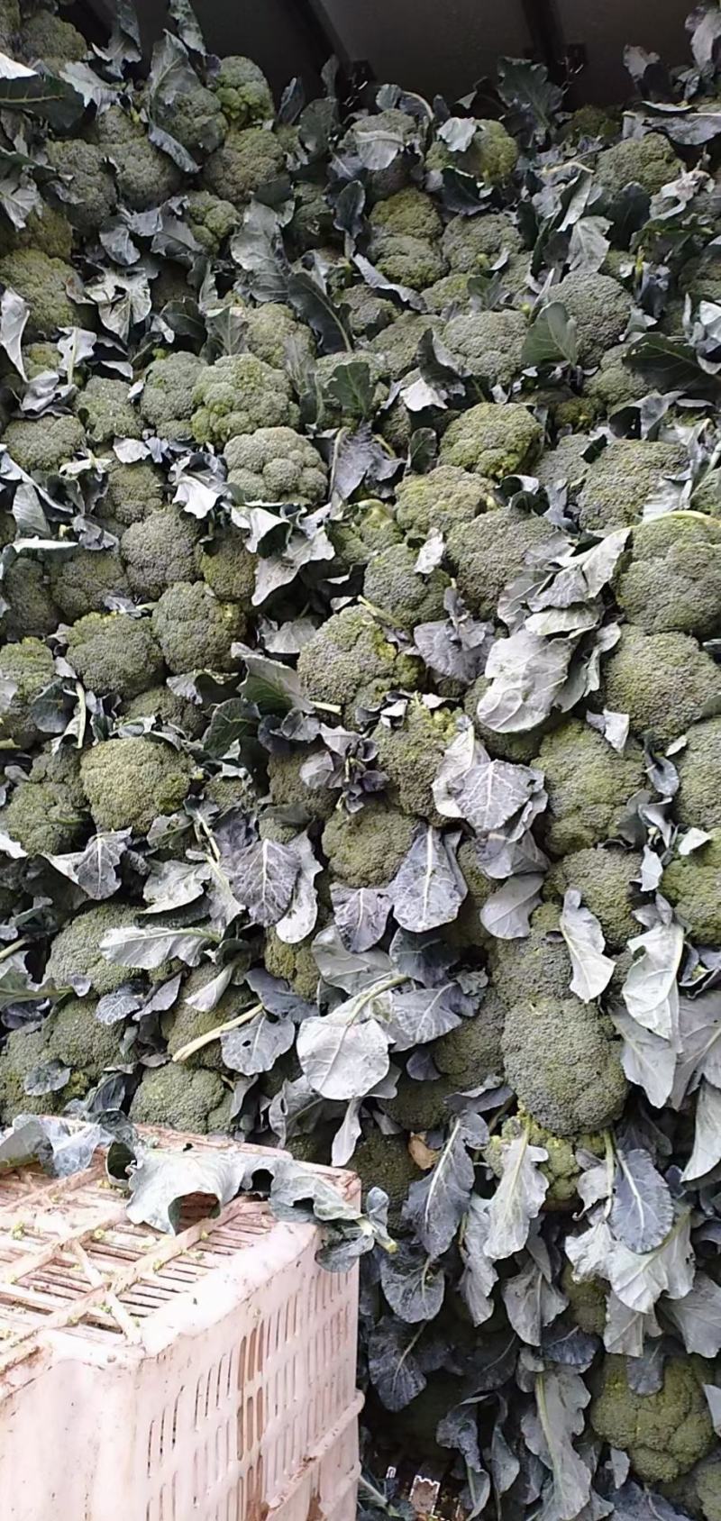 河北邯郸产地精品西兰花，颜色绿，一手货源，欢迎老板采购