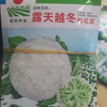 【优质】越冬松花菜种子青梗白面松花菜耐寒性较强抗性好
