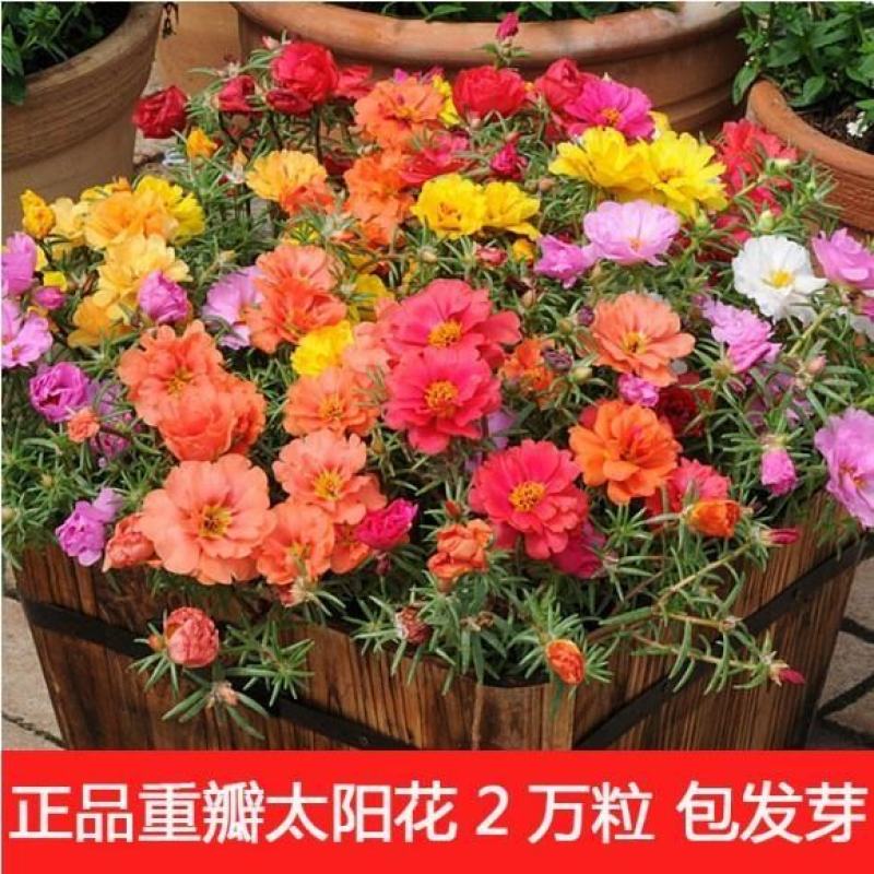 重瓣太阳花花籽四季花种子易活种籽盆栽室外庭院开花种孑花种