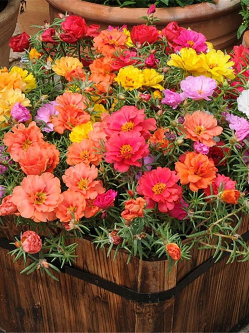 重瓣太阳花花籽四季花种子易活种籽盆栽室外庭院开花种孑花种