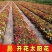 重瓣太阳花花籽四季花种子易活种籽盆栽室外庭院开花种孑花种