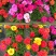 重瓣太阳花花籽四季花种子易活种籽盆栽室外庭院开花种孑花种