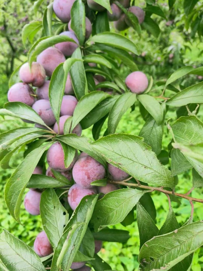 翠红李