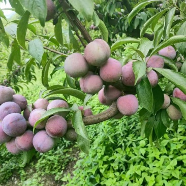 翠红李