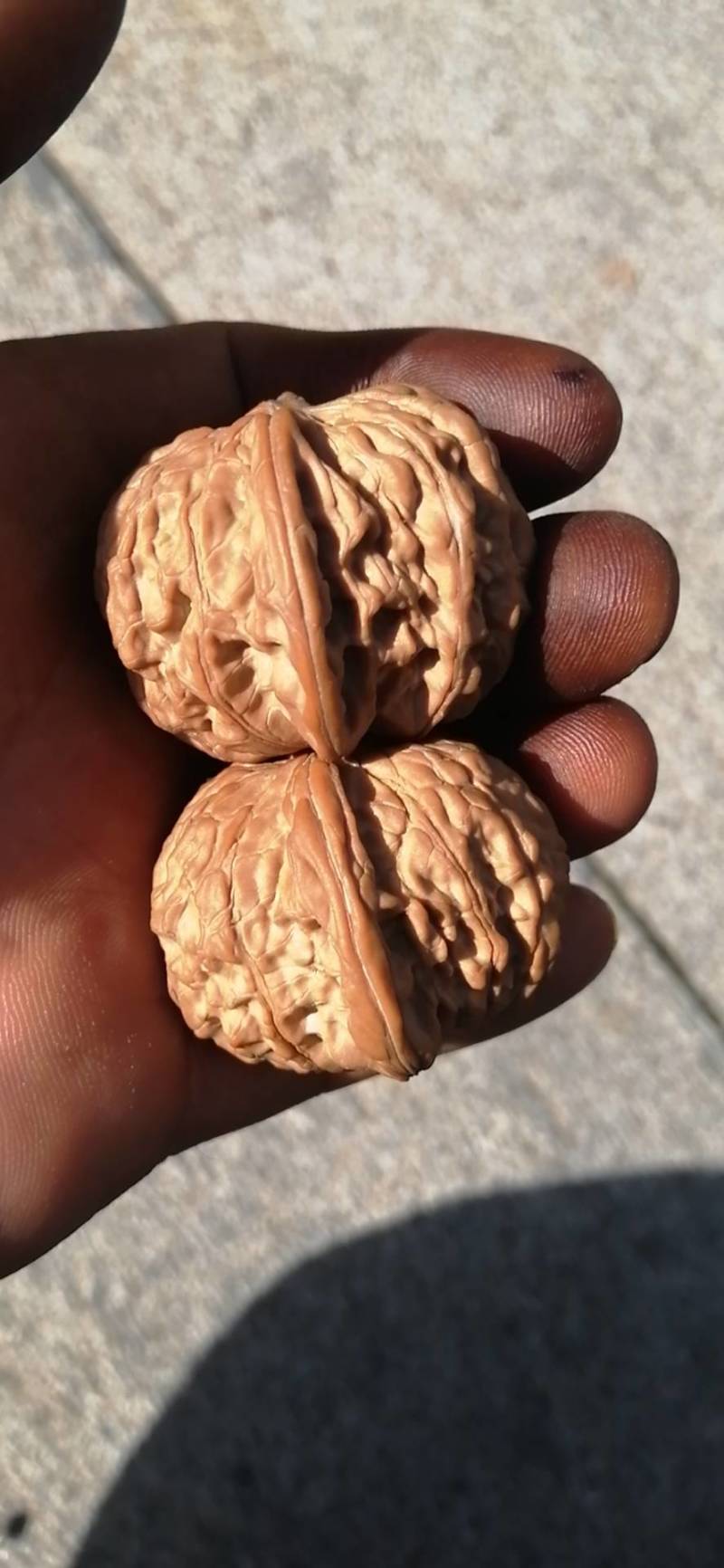 文玩核桃磨盘狮子头