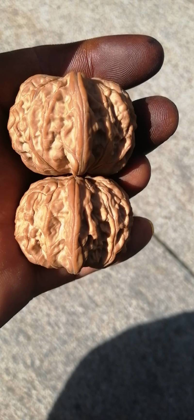 文玩核桃磨盘狮子头