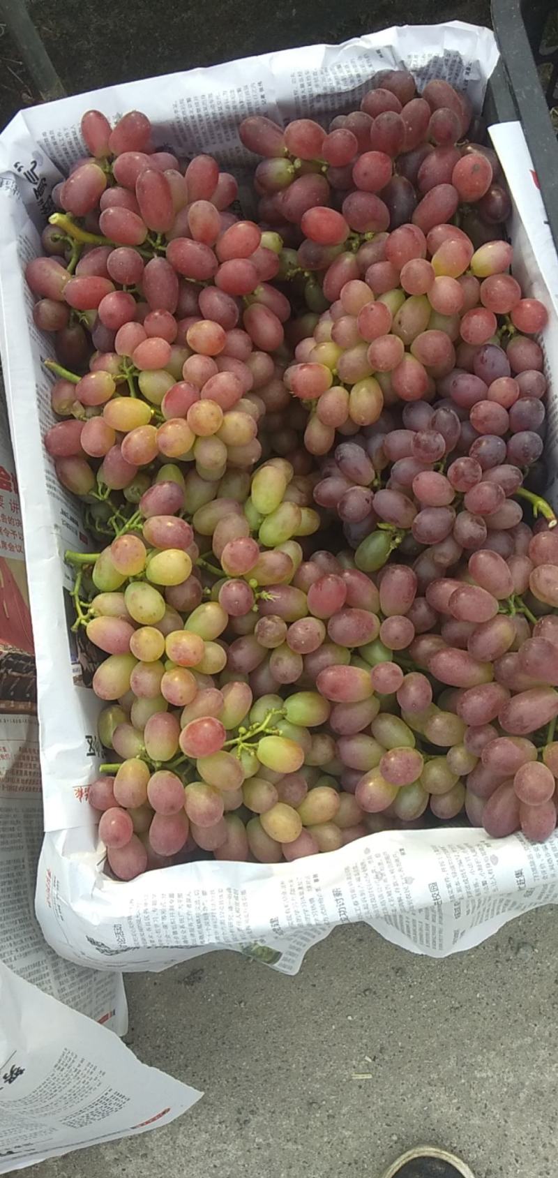精品克伦生上市中