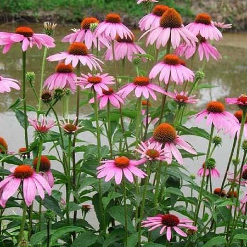 多年生宿根紫色松果菊种子四季种开花庭院阳台花卉种子草籽