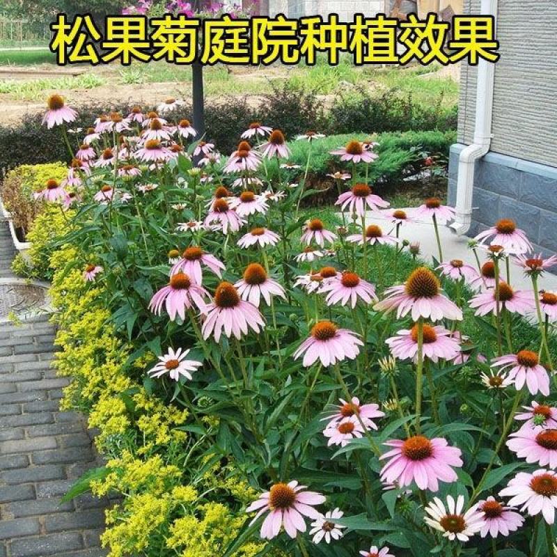 多年生宿根紫色松果菊种子四季种开花庭院阳台花卉种子草籽