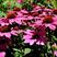 多年生宿根紫色松果菊种子四季种开花庭院阳台花卉种子草籽