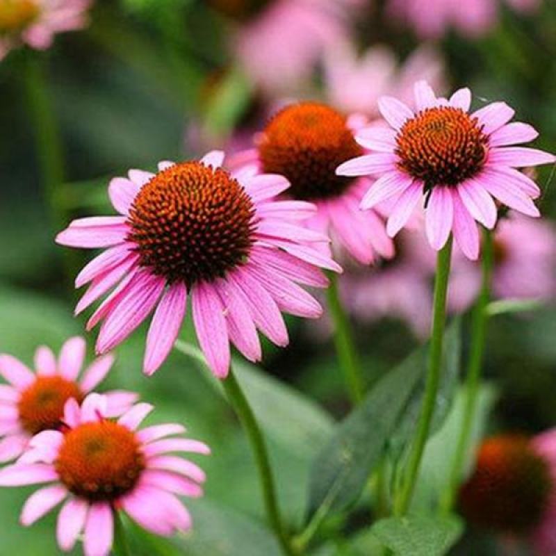 多年生宿根紫色松果菊种子四季种开花庭院阳台花卉种子草籽