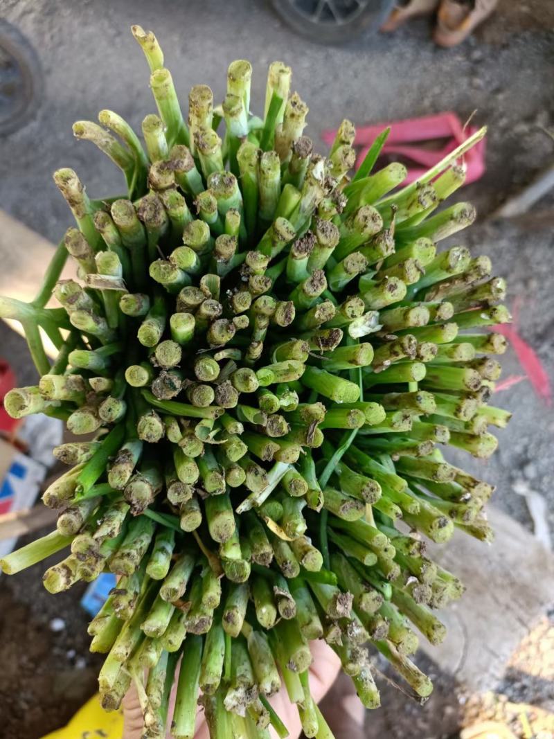 邯郸万亩韭菜基地，常年供应优质韭菜