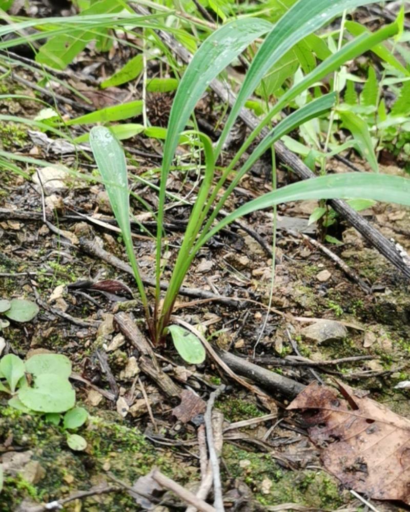 陕西秦岭中药材柴胡根野生茎叶北柴胡根正品500g包邮