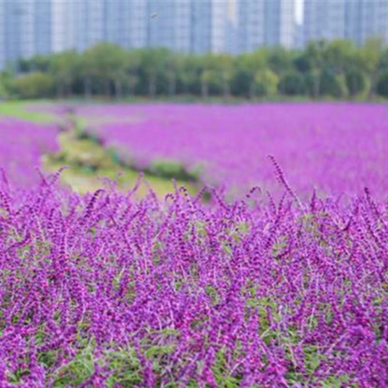 蓝花鼠尾草种子一串蓝紫花红花易活多年生宿根耐寒花卉种子